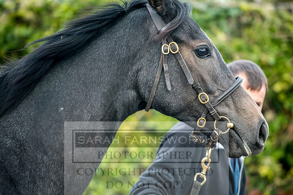 Goffs Orby 2017-66