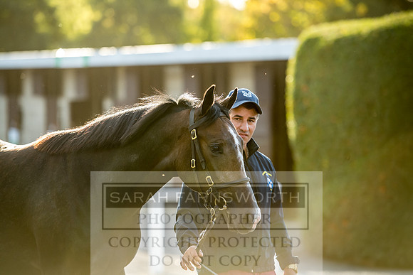 Goffs Orby 2017-394