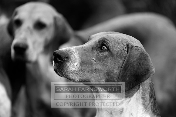 SWWWH 010111 026 bw