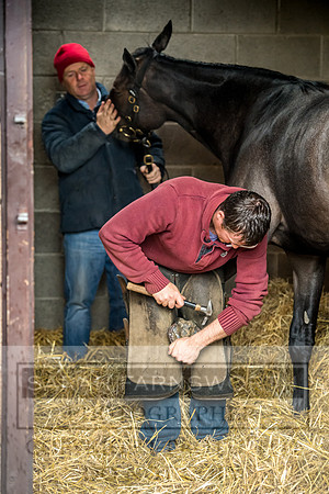 Goffs Orby 2017-604