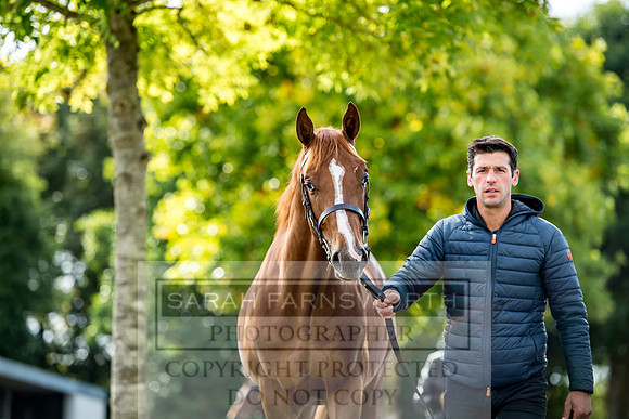 Goffs Orby 2017-261