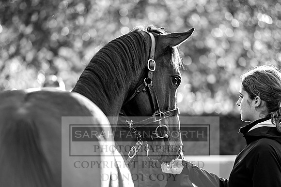 Goffs Orby 2017-455