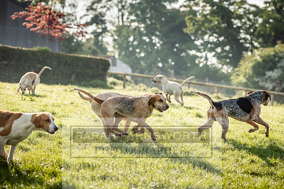Heythrop Kennels-10