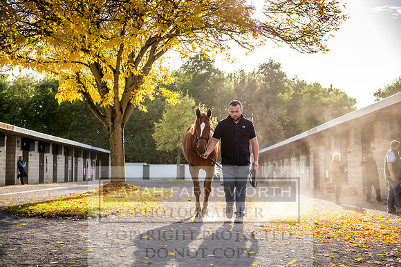Goffs Orby 2017-315