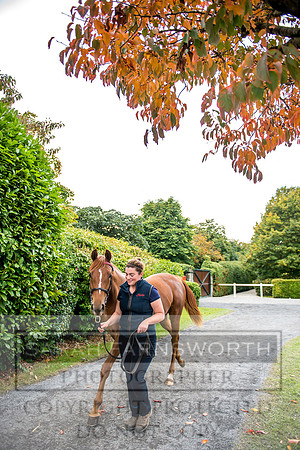 Goffs Orby 2017-204