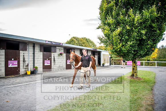 Goffs Orby 2017-205