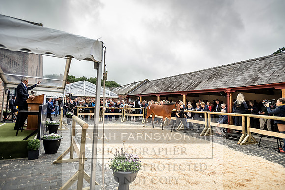 GUK Yorton Sale 2019-293
