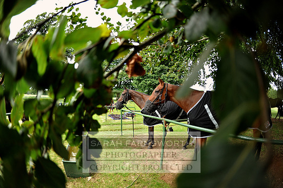 Cirencester Polo CF4 080