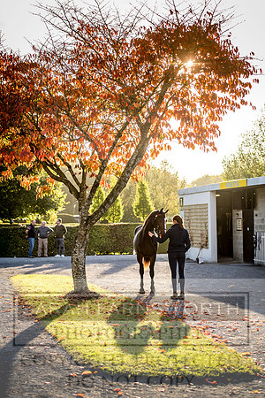 Goffs Orby 2017-443