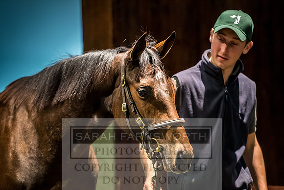 Goffs Orby 2017-241