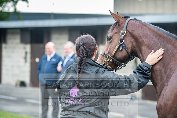 Goffs Orby 2017-36