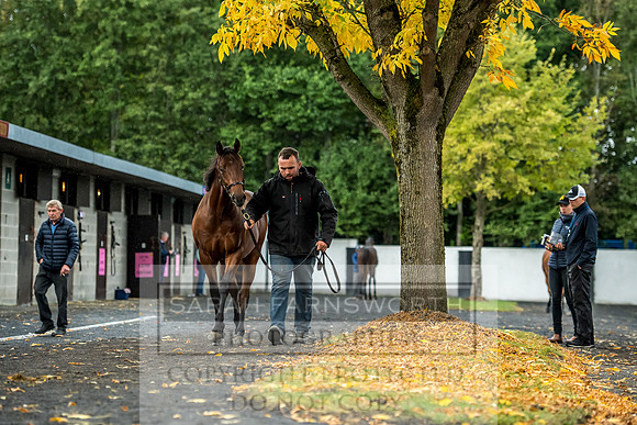 Goffs Orby 2017-573