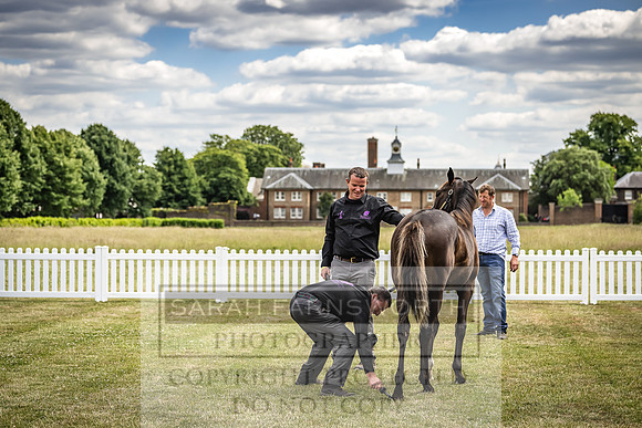 Goffs London Sale 2022-52