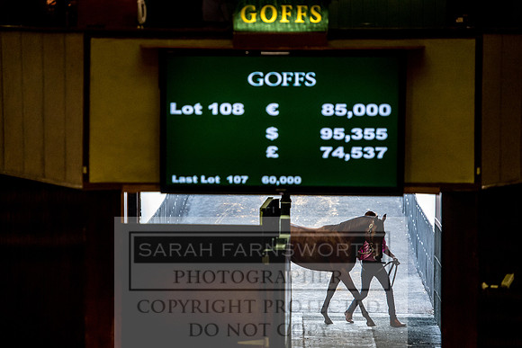Goffs Orby 2017-214