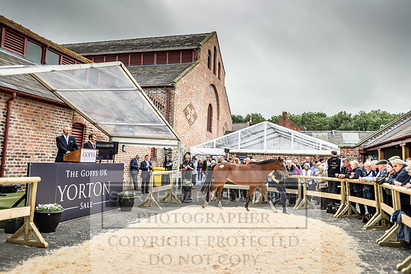 GUK Yorton Sale 2019-288