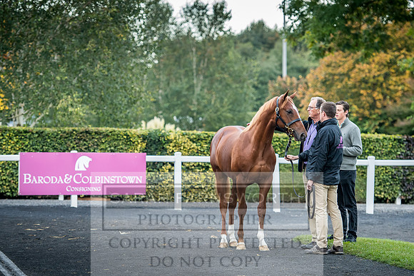 Goffs Orby 2017-35