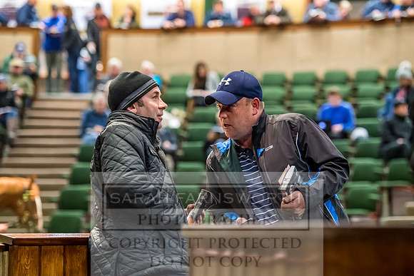 Goffs Orby 2017-678