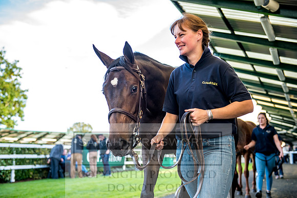 Goffs Orby 2017-399