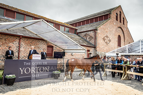 GUK Yorton Sale 2019-284