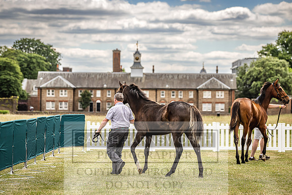 Goffs London Sale 2022-22