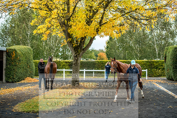 Goffs Orby 2017-583