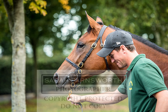 Goffs Orby 2017-76