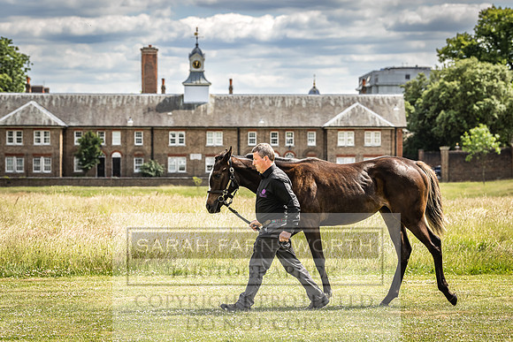 Goffs London Sale 2022-76