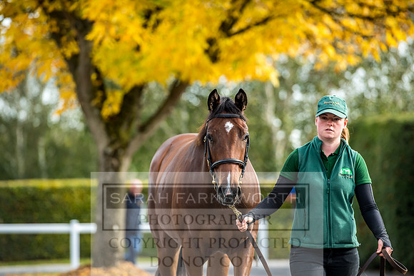 Goffs Orby 2017-179