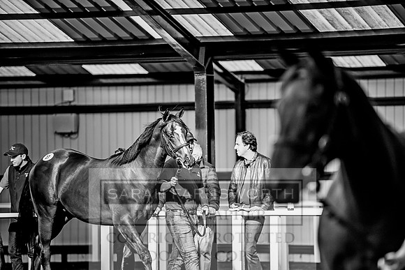 Goffs Orby 2017-132