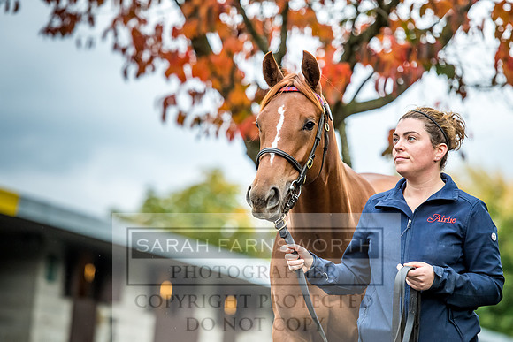 Goffs Orby 2017-547