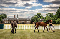 Goffs London Sale 2022-18