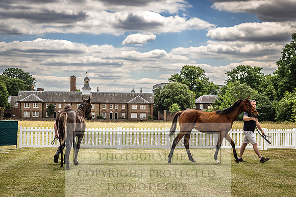 Goffs London Sale 2022-18