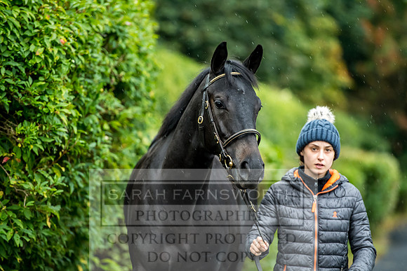 Goffs Orby 2017-556