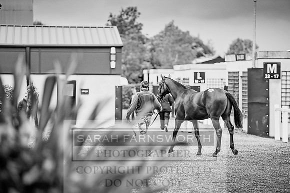 Goffs Orby 2017-635