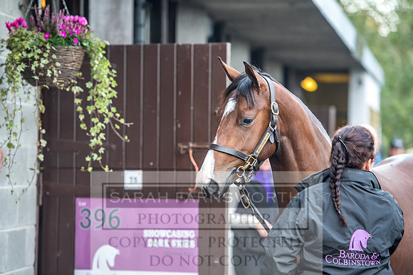 Goffs Orby 2017-41