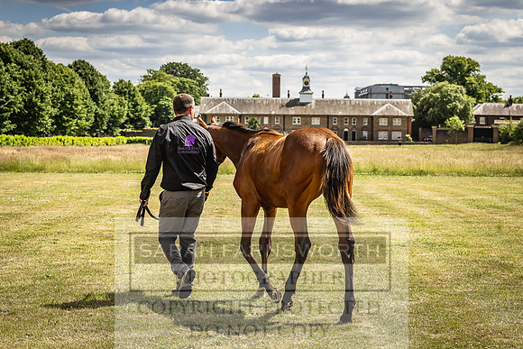 Goffs London Sale 2022-63