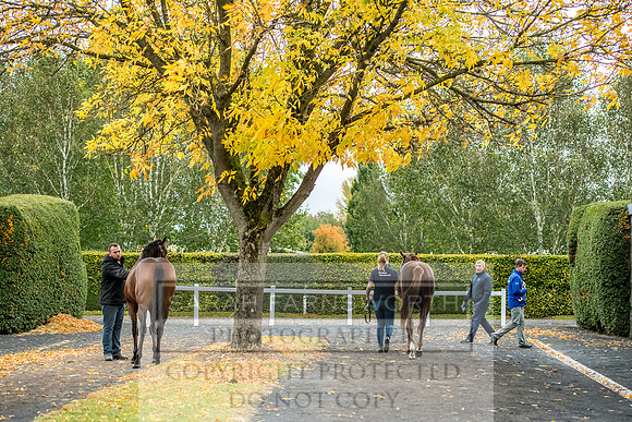 Goffs Orby 2017-582