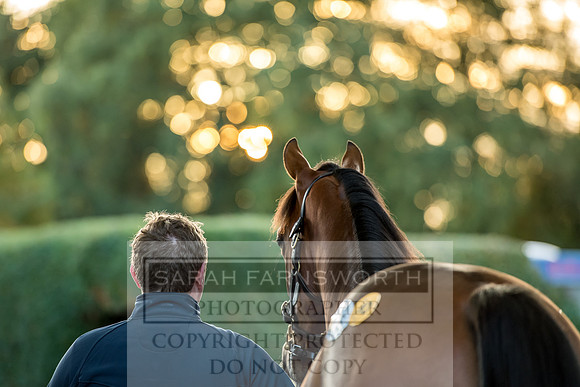 Goffs Orby 2017-469