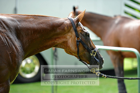 Cirencester Polo CF3 1315