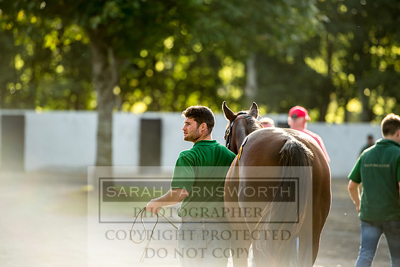 Goffs Orby 2017-349