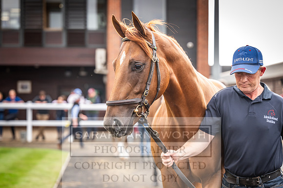 Goffs UK PY24-569