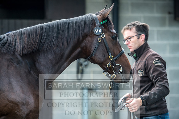 Goffs Orby 2017-88