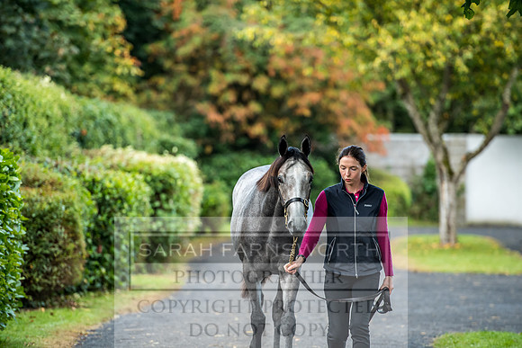 Goffs Orby 2017-8