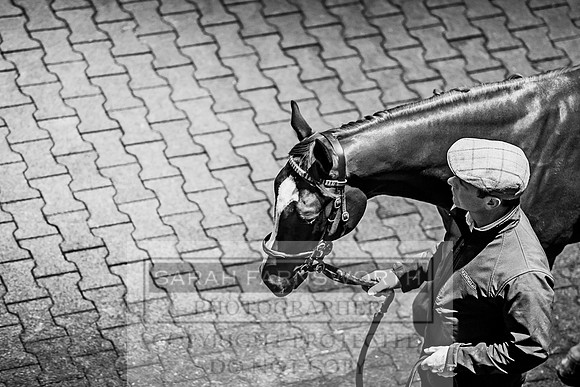 Goffs Orby 2017-117