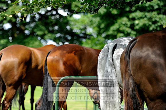 Cirencester Polo CF2 312