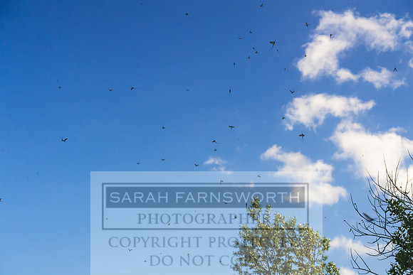 Mayfly Hatch and Brown Trout 2020-26