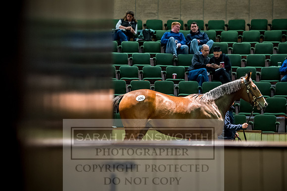 Goffs Orby 2017-656
