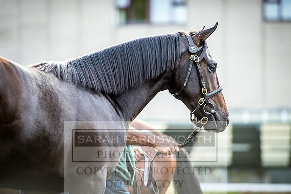 Goffs Orby 2017-156