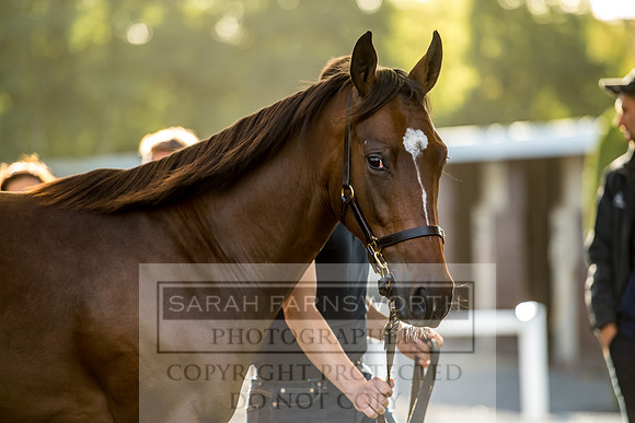Goffs Orby 2017-383