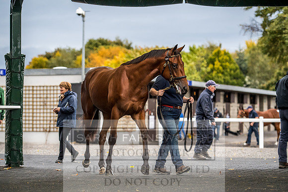 Goffs Orby 2017-639
